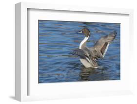 The northern pintail is a duck that breeds in the northern areas of Europe, Asia and North America.-Richard Wright-Framed Photographic Print