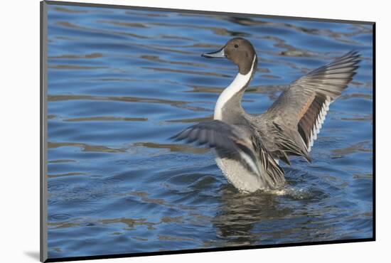 The northern pintail is a duck that breeds in the northern areas of Europe, Asia and North America.-Richard Wright-Mounted Photographic Print