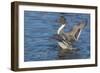 The northern pintail is a duck that breeds in the northern areas of Europe, Asia and North America.-Richard Wright-Framed Photographic Print