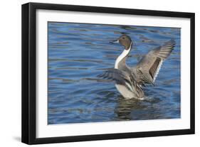 The northern pintail is a duck that breeds in the northern areas of Europe, Asia and North America.-Richard Wright-Framed Photographic Print