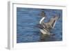 The northern pintail is a duck that breeds in the northern areas of Europe, Asia and North America.-Richard Wright-Framed Photographic Print