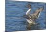 The northern pintail is a duck that breeds in the northern areas of Europe, Asia and North America.-Richard Wright-Mounted Photographic Print