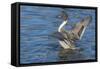 The northern pintail is a duck that breeds in the northern areas of Europe, Asia and North America.-Richard Wright-Framed Stretched Canvas