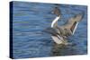 The northern pintail is a duck that breeds in the northern areas of Europe, Asia and North America.-Richard Wright-Stretched Canvas