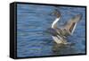 The northern pintail is a duck that breeds in the northern areas of Europe, Asia and North America.-Richard Wright-Framed Stretched Canvas