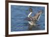 The northern pintail is a duck that breeds in the northern areas of Europe, Asia and North America.-Richard Wright-Framed Photographic Print