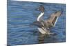 The northern pintail is a duck that breeds in the northern areas of Europe, Asia and North America.-Richard Wright-Mounted Photographic Print