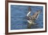 The northern pintail is a duck that breeds in the northern areas of Europe, Asia and North America.-Richard Wright-Framed Photographic Print