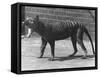 The Now Extinct Tasmanian Tiger, or Thylacine, 1914-Frederick William Bond-Framed Stretched Canvas