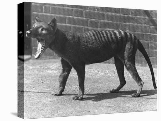 The Now Extinct Tasmanian Tiger, or Thylacine, 1914-Frederick William Bond-Stretched Canvas