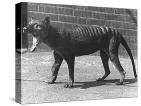 The Now Extinct Tasmanian Tiger, or Thylacine, 1914-Frederick William Bond-Stretched Canvas