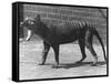 The Now Extinct Tasmanian Tiger, or Thylacine, 1914-Frederick William Bond-Framed Stretched Canvas