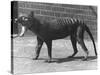 The Now Extinct Tasmanian Tiger, or Thylacine, 1914-Frederick William Bond-Stretched Canvas