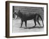 The Now Extinct Tasmanian Tiger, or Thylacine, 1914-Frederick William Bond-Framed Photographic Print