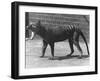 The Now Extinct Tasmanian Tiger, or Thylacine, 1914-Frederick William Bond-Framed Photographic Print