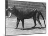 The Now Extinct Tasmanian Tiger, or Thylacine, 1914-Frederick William Bond-Mounted Photographic Print