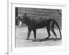 The Now Extinct Tasmanian Tiger, or Thylacine, 1914-Frederick William Bond-Framed Photographic Print