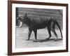 The Now Extinct Tasmanian Tiger, or Thylacine, 1914-Frederick William Bond-Framed Photographic Print