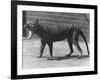 The Now Extinct Tasmanian Tiger, or Thylacine, 1914-Frederick William Bond-Framed Photographic Print