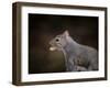 The Nut Collector Squirrel-Jai Johnson-Framed Giclee Print