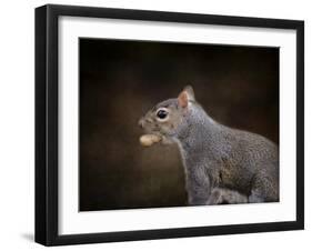 The Nut Collector Squirrel-Jai Johnson-Framed Giclee Print