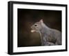 The Nut Collector Squirrel-Jai Johnson-Framed Giclee Print