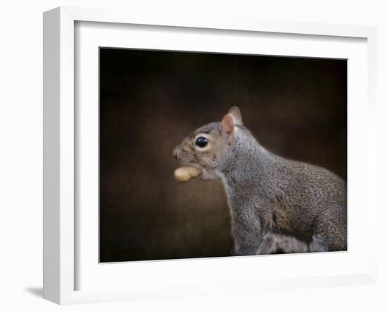 The Nut Collector Squirrel-Jai Johnson-Framed Giclee Print