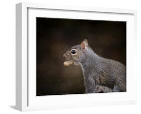 The Nut Collector Squirrel-Jai Johnson-Framed Giclee Print