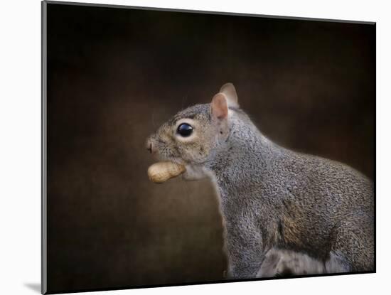 The Nut Collector Squirrel-Jai Johnson-Mounted Giclee Print