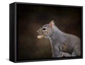 The Nut Collector Squirrel-Jai Johnson-Framed Stretched Canvas