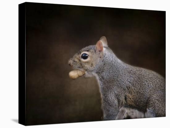 The Nut Collector Squirrel-Jai Johnson-Stretched Canvas