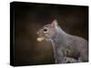 The Nut Collector Squirrel-Jai Johnson-Stretched Canvas