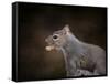 The Nut Collector Squirrel-Jai Johnson-Framed Stretched Canvas