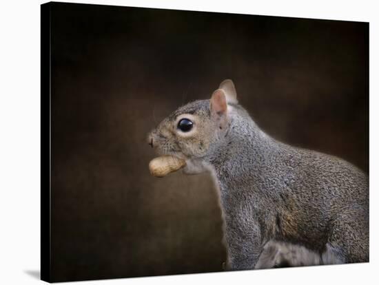 The Nut Collector Squirrel-Jai Johnson-Stretched Canvas