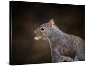 The Nut Collector Squirrel-Jai Johnson-Stretched Canvas