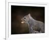 The Nut Collector Squirrel-Jai Johnson-Framed Giclee Print