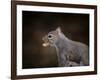 The Nut Collector Squirrel-Jai Johnson-Framed Giclee Print