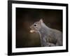 The Nut Collector Squirrel-Jai Johnson-Framed Giclee Print