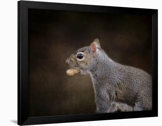 The Nut Collector Squirrel-Jai Johnson-Framed Giclee Print