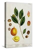 The Nutmeg, Plate 353 from "A Curious Herbal," Published 1782-Elizabeth Blackwell-Stretched Canvas