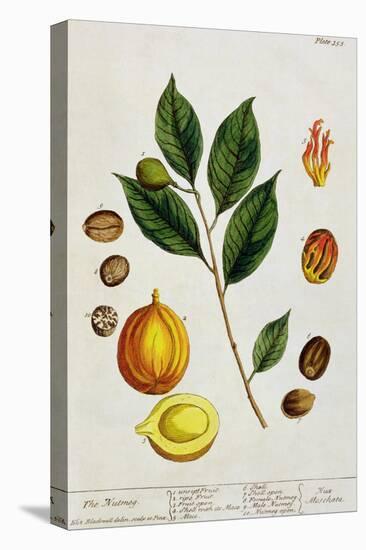 The Nutmeg, Plate 353 from "A Curious Herbal," Published 1782-Elizabeth Blackwell-Stretched Canvas