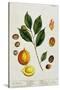 The Nutmeg, Plate 353 from "A Curious Herbal," Published 1782-Elizabeth Blackwell-Stretched Canvas