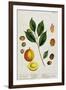 The Nutmeg, Plate 353 from "A Curious Herbal," Published 1782-Elizabeth Blackwell-Framed Giclee Print
