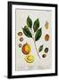 The Nutmeg, Plate 353 from "A Curious Herbal," Published 1782-Elizabeth Blackwell-Framed Giclee Print