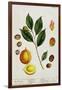 The Nutmeg, Plate 353 from "A Curious Herbal," Published 1782-Elizabeth Blackwell-Framed Giclee Print