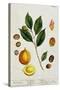 The Nutmeg, Plate 353 from "A Curious Herbal," Published 1782-Elizabeth Blackwell-Stretched Canvas