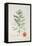 The Nutmeg Tree, Flower and Fruit-null-Framed Stretched Canvas