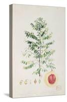 The Nutmeg Tree, Flower and Fruit-null-Stretched Canvas