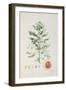 The Nutmeg Tree, Flower and Fruit-null-Framed Giclee Print