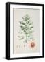 The Nutmeg Tree, Flower and Fruit-null-Framed Giclee Print